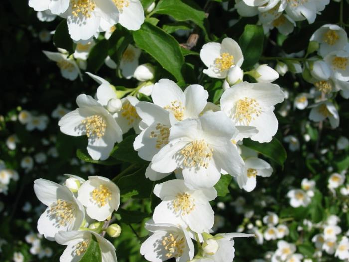κήπο φυτό γιασεμί φυτό λευκά λουλούδια κήπος