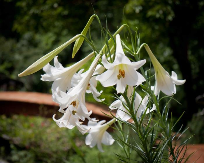 κήπο φυτό κρίνα λευκά λουλούδια φορμόζα