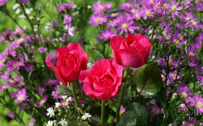 φυτό κήπου ροζ ποικιλία υπέροχη