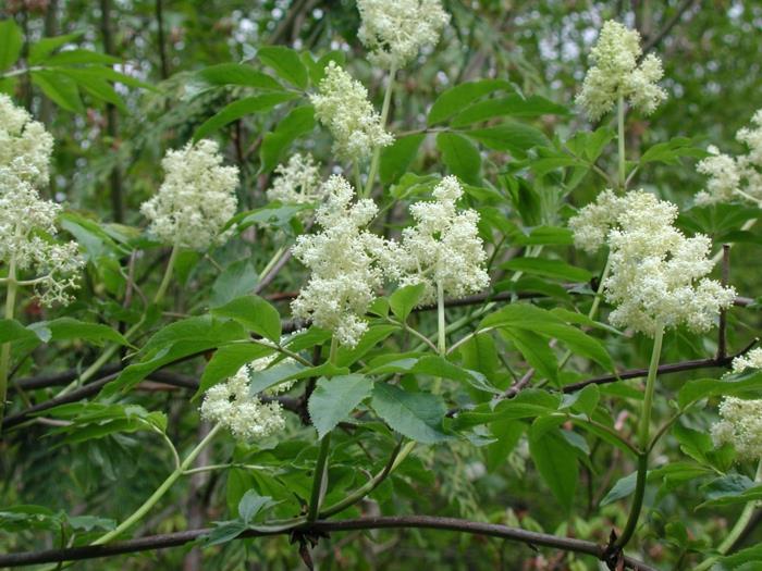 φυτό κήπου μαύρο λευκό λουλούδι elderberry