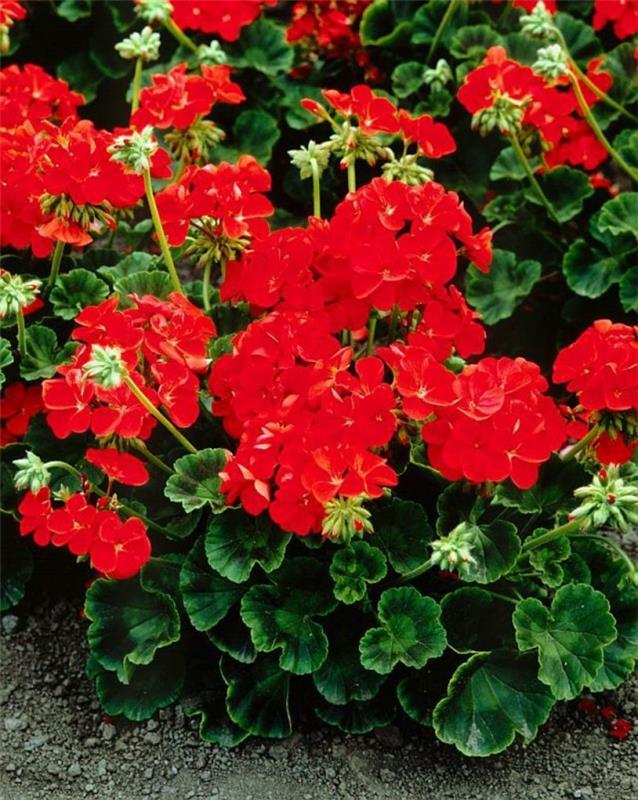 φυτά κήπου Pelargonium zonale με κόκκινο χρώμα