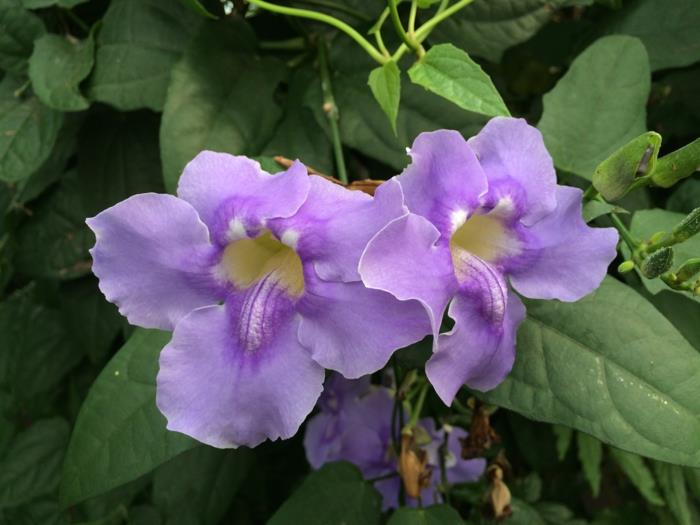 φυτά κήπου Thunbergia grandiflora ιδέες για εύκολη φροντίδα κήπου