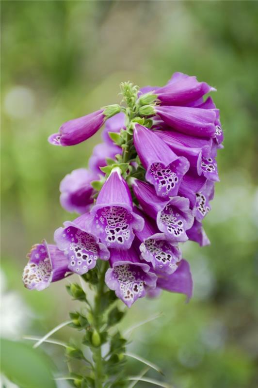 φυτά κήπου foxglove ασυνήθιστο λουλούδια κόκκινο