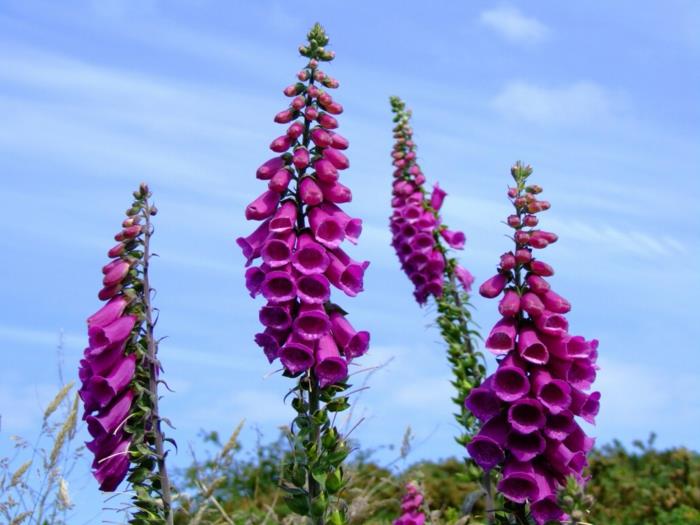 φυτά κήπου foxglove λουλούδι ομορφαίνουν τον κήπο