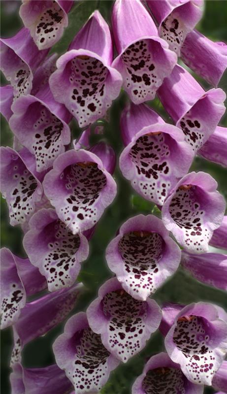 φυτά κήπου foxglove λουλούδια foxglove