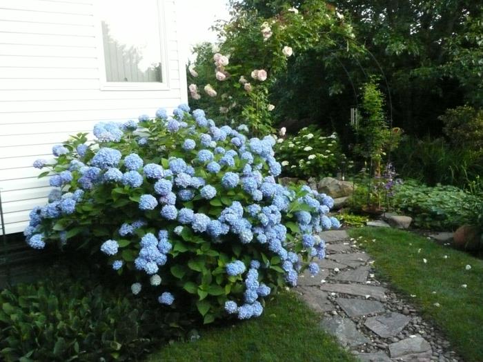 φυτά κήπου ορτανσία μπλε μονοπάτι κήπου