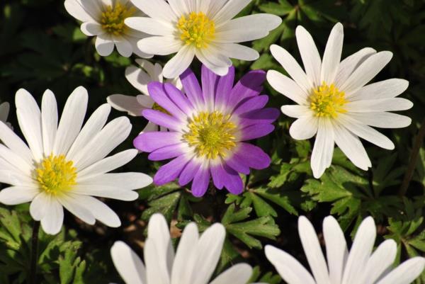 αγοράστε φυτά κήπου ανεμώνη μπλάντα λευκό μοβ