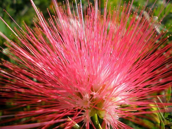 αγοράστε φυτά κήπου mimosa pudica red