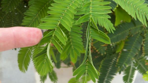 Αγοράστε φυτά κήπου mimosa pudica sensitive