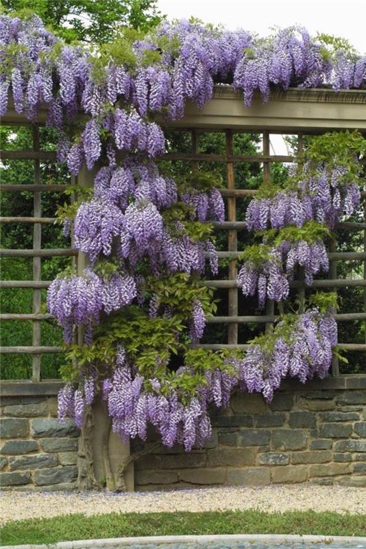 Καλλιέργεια φυτών κήπου wisteria στον κήπο