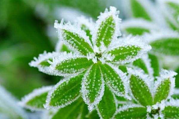 συμβουλές κηπουρικής για τα χειμερινά φυτά του Ιανουαρίου