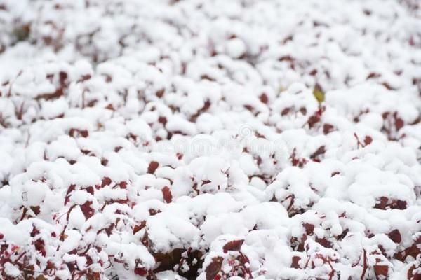 συμβουλές κηπουρικής Ιανουάριο χιόνι φροντίδα χειμερινών φυτών