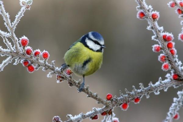 συμβουλές κηπουρικής Ιανουάριος ταΐζουν τα πουλιά