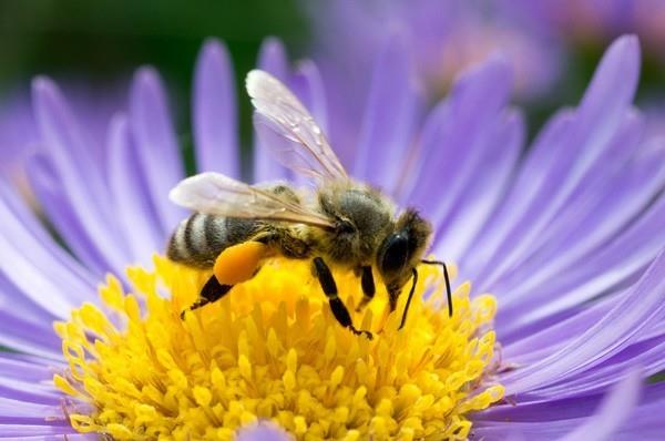 τάσεις κήπου 2019 κήπος φιλικός προς τις μέλισσες