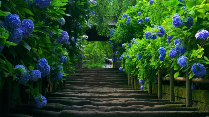 εξωτερικές σκάλες βότανα περιβάλλον