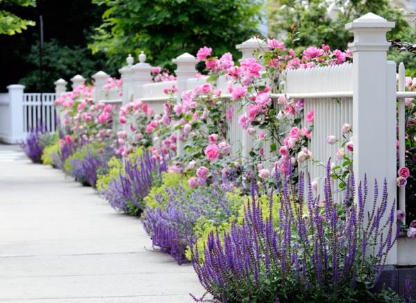 Αγγλικό κήπο με λεβάντα τριαντάφυλλα φράχτη κήπου λευκό ξύλο