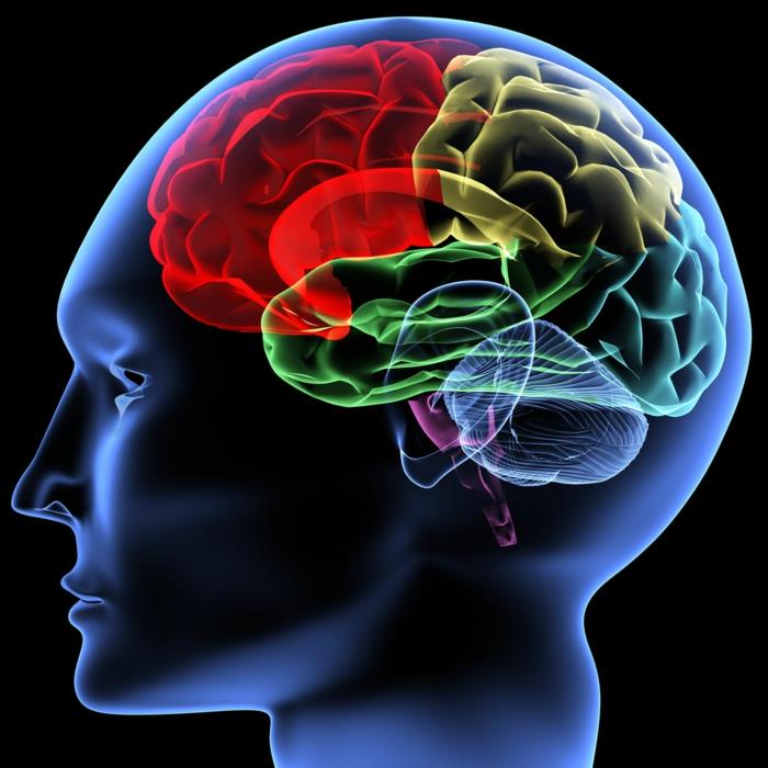 ασκήσεις μνήμης εγκεφαλικά μυστικά επεξεργάζονται τη μνήμη