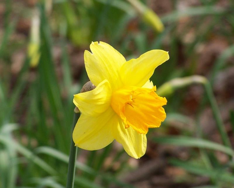 κίτρινοι νάρκισσοι Narcissus pseudonarcissus όμορφα ανοιξιάτικα λουλούδια εικόνες