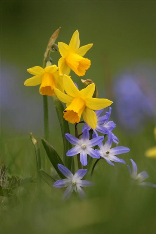 κίτρινοι νάρκισσοι και λαμπερά χιονισμένα ανοιξιάτικα λουλούδια εικόνες