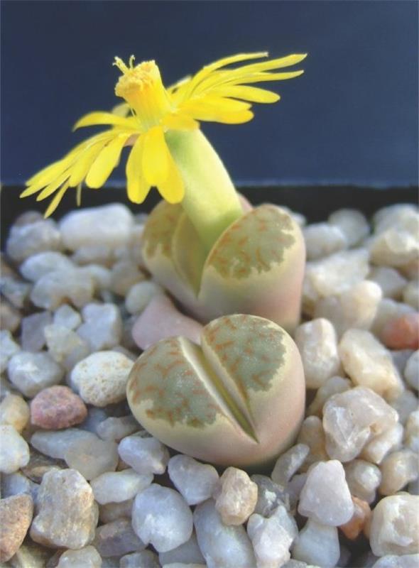 κίτρινο λουλούδι χυμώδεις ζωντανές πέτρες
