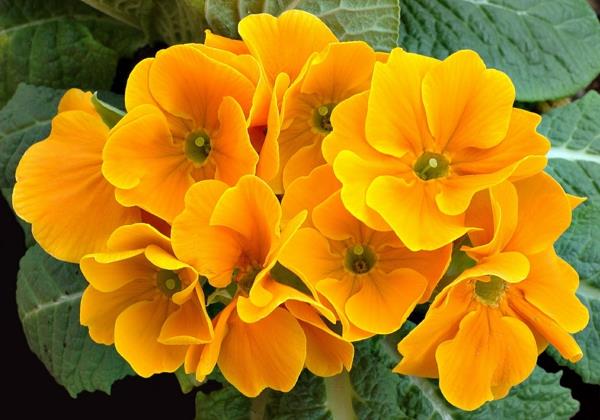 κίτρινα πικρούρια όμορφα λουλούδια φυτά κήπου