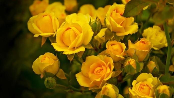 κίτρινα τριαντάφυλλα