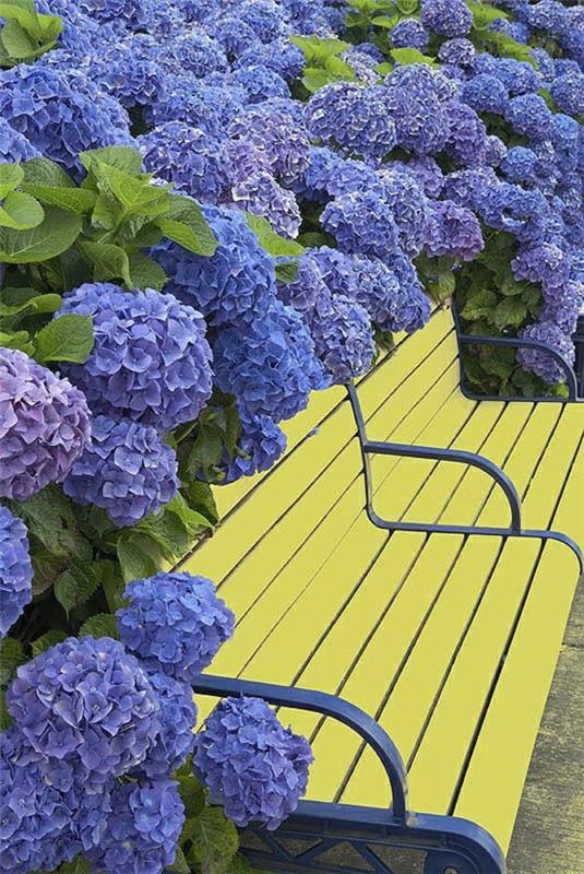 ιδέες σχεδιασμού κήπου εικόνες κίτρινος πάγκος μοβ μπλε ορτανσία