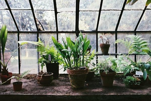 λαχανικά και χειμερινά φυτά κήπου υπόστεγο κήπου από γυαλί