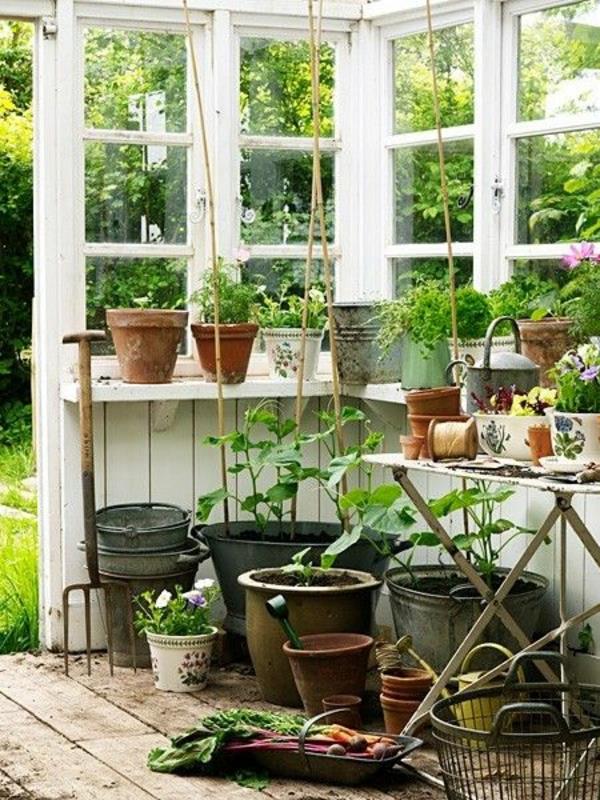 λαχανικά και χειμερινά φυτά κήπου υπόστεγο κήπου και αξεσουάρ κήπου