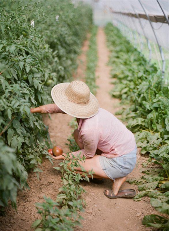 λαχανικά χειμερινός κήπος φτιάξτε τα δικά σας βιολογικά προϊόντα ντομάτες