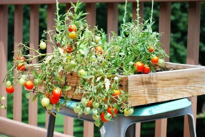 δημιουργήστε λαχανόκηπο ευτυχισμένη συγκομιδή ιδέες μπαλκονιού σχεδιασμός κήπου ντομάτες