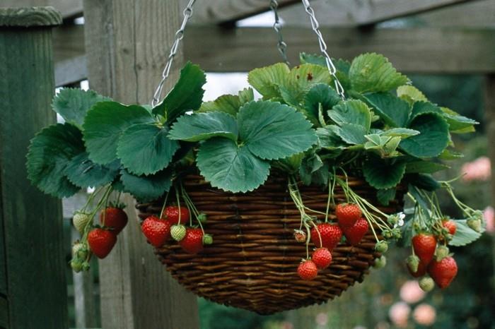 λαχανόκηπος δημιουργούν χαρούμενες συγκομιδές ιδέες μπαλκονιού σχεδιασμός κήπου φράουλα στο καλάθι