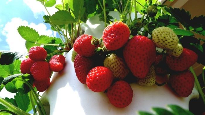 λαχανόκηπος δημιουργούν χαρούμενες συγκομιδές ιδέες μπαλκονιού σχεδιασμός κήπου φράουλες ψηλά μούρα