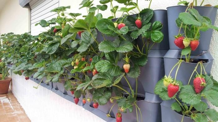 λαχανόκηπος δημιουργούν χαρούμενες συγκομιδές ιδέες μπαλκονιού σχεδιασμός κήπου φράουλες