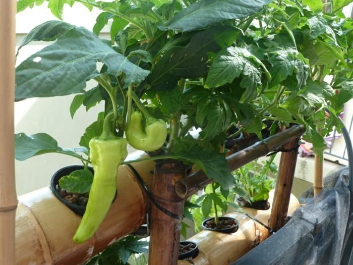 δημιουργία λαχανόκηπων ευτυχισμένη συγκομιδή ιδέες μπαλκόνι σχεδιασμός κήπου πατάτες γλυκοπατάτες papirka