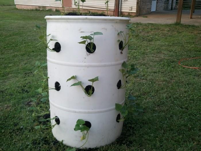 δημιουργήστε λαχανόκηπο ευτυχισμένη συγκομιδή ιδέες μπαλκονιού σχεδιασμός κήπου πατάτες γλυκοπατάτες