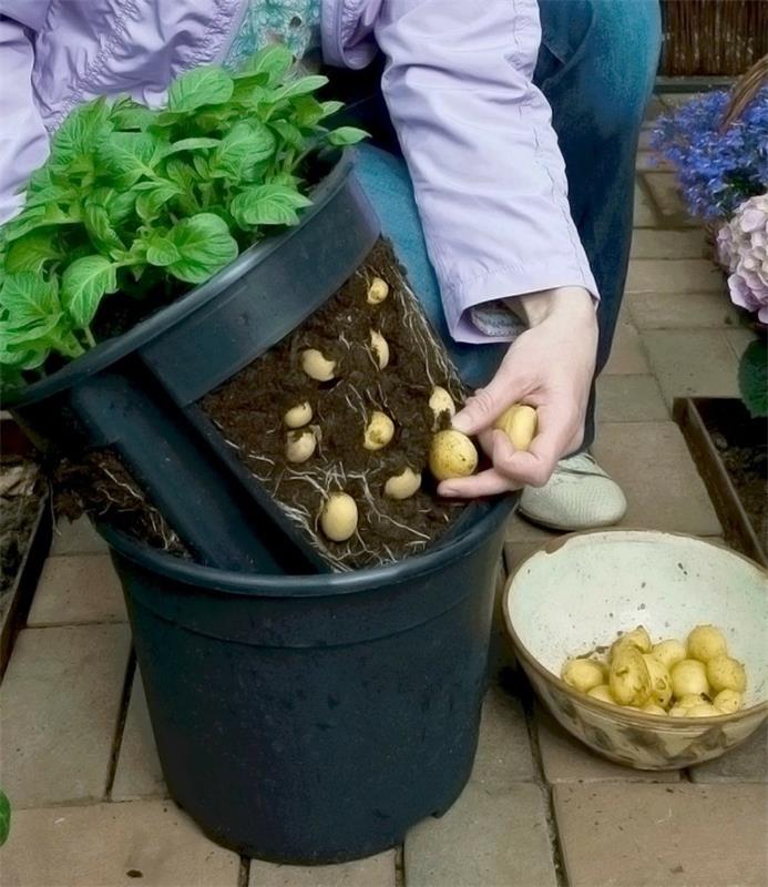 Ο λαχανόκηπος δημιουργεί ευχάριστες ιδέες μπαλκονιού συγκομιδής πατάτες σχεδιασμού κήπου