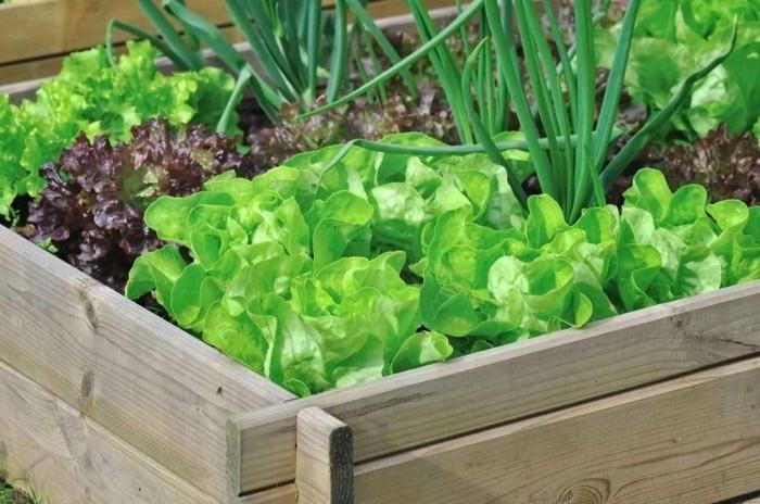 δημιουργήστε λαχανόκηπο ιδέες μπαλκονιού ευτυχισμένη συγκομιδή σαλάτες σχεδιασμού κήπου