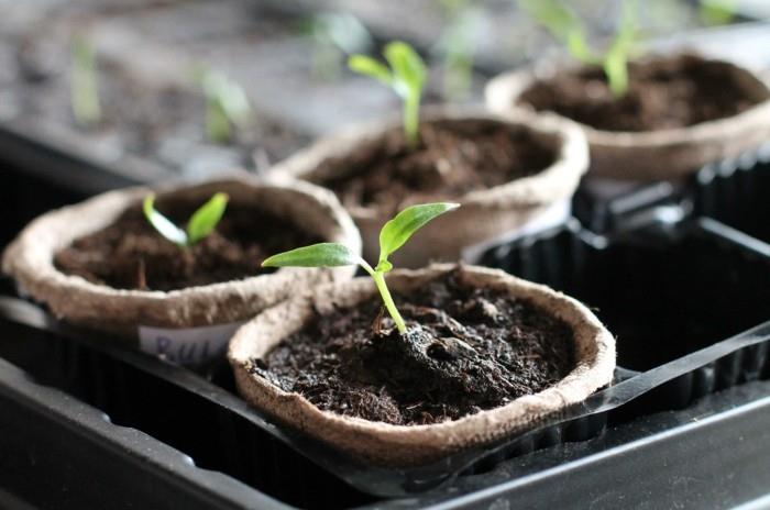 λαχανόκηπος δημιουργούν χαρούμενες συγκομιδές ιδέες μπαλκονιού μοσχεύματα σχεδιασμού κήπου