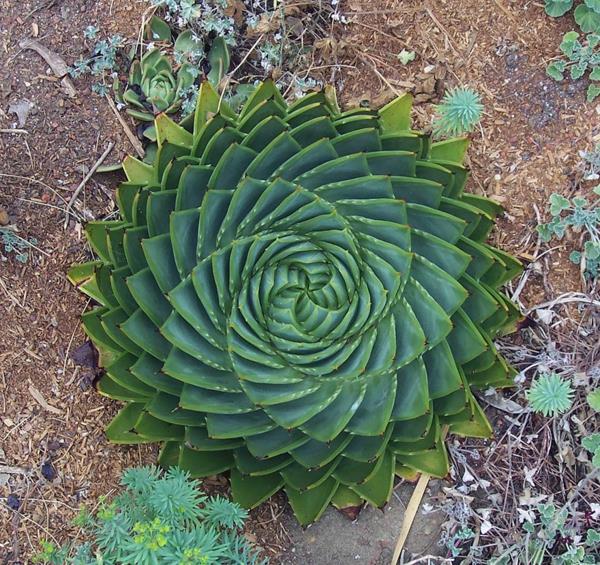 φυσικές μορφές aloe polyphylla