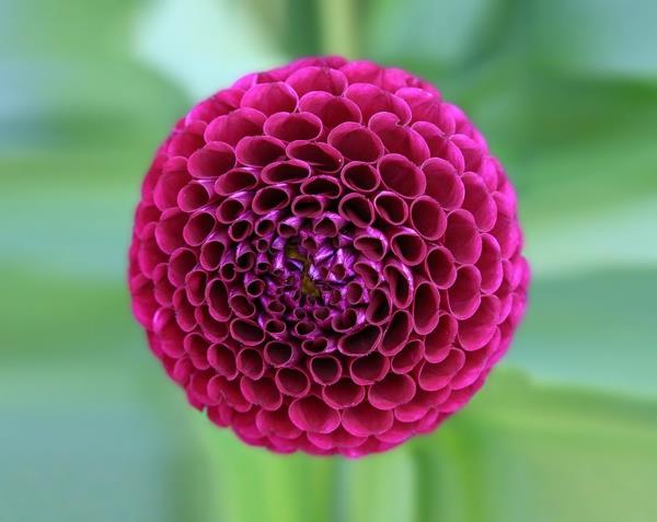 γεωμετρικά σχήματα λουλούδι ντάλια μοβ