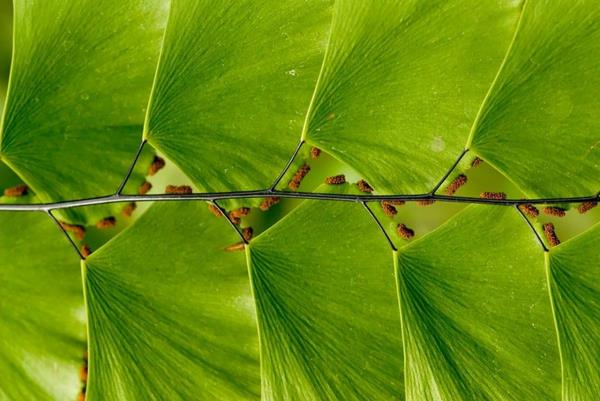 γεωμετρικά σχήματα φύλλα δέντρου ginkgo
