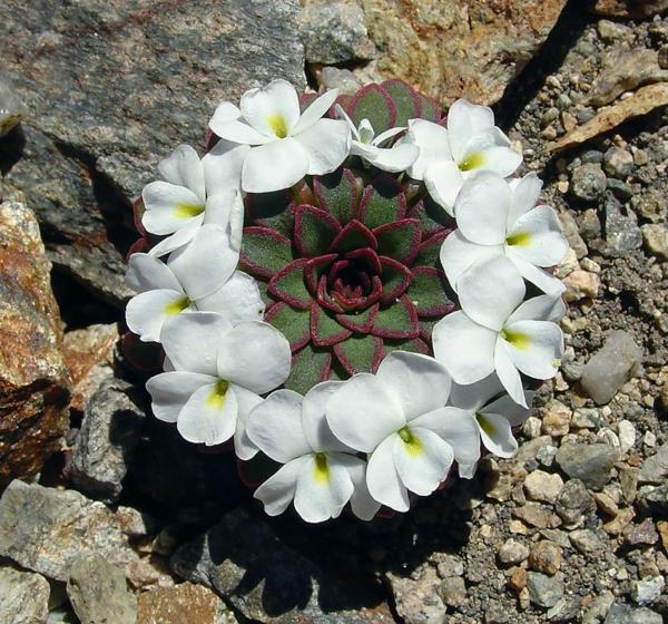 γεωμετρικά σχήματα viola sacculus βιολέτες