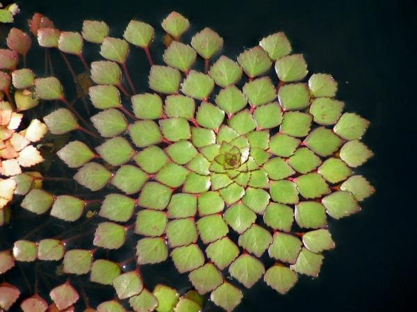 γεωμετρικά σχήματα υδρόβιο φυτό ludwigia sedioides Sedum παρόμοιο Ludwigie
