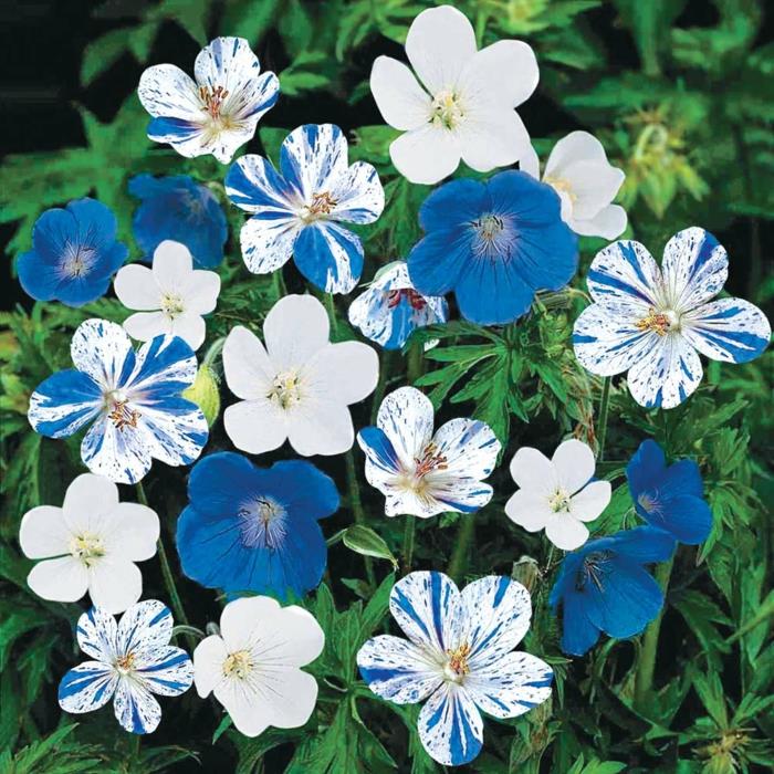 γεράνι ασυνήθιστα λουλούδια μπλε λευκό