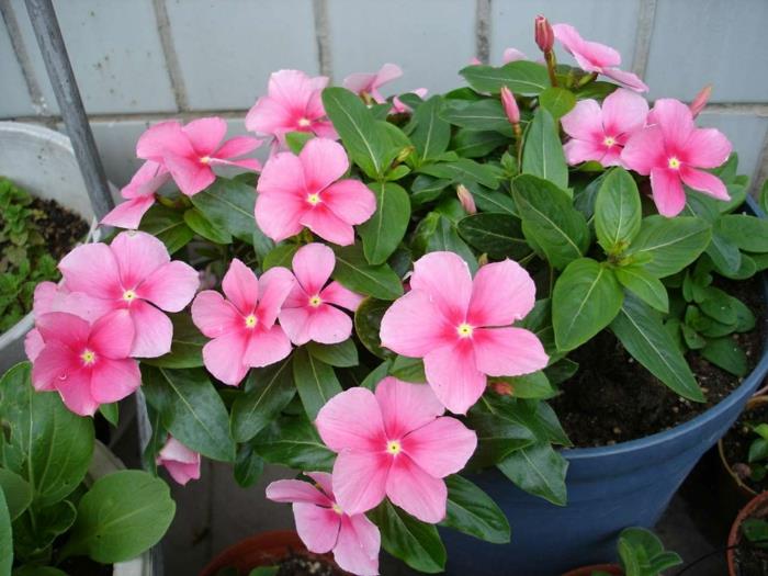 μπαλκονια φυτα γερανια μπαλκονια φυτα κλινοσκεπασματα φυτα ροζ λουλουδια
