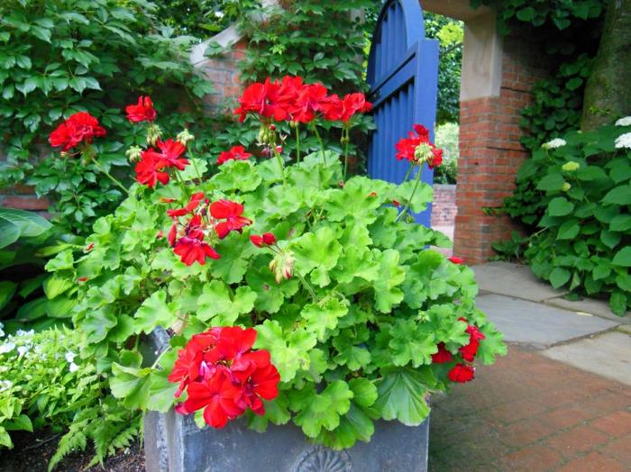 γεράνια κόκκινο σχήμα κήπου μπλε πόρτα κήπου