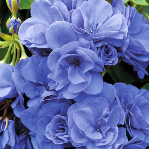 γεράνι μπλε λουλούδια όμορφο φυτό εσωτερικού χώρου