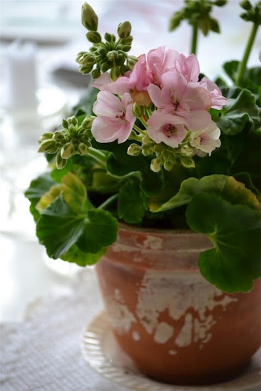 φυτό γεράνι ροζ λουλούδια ρουστίκ γλάστρα
