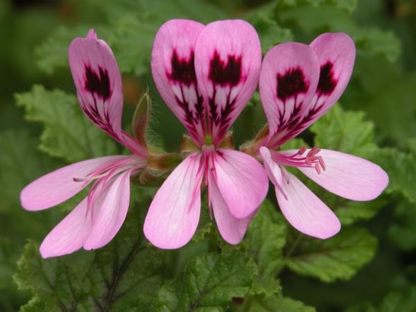 γεράνι όμορφο λουλούδι pelargonium ροζ
